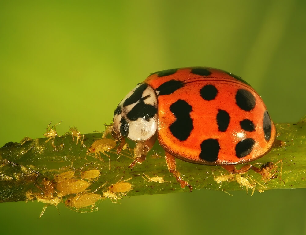 Other Insects And Pests Consumed By Ladybugs Besides Aphids