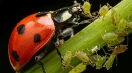 What Do Ladybugs Eat Complete Diet Information For These Fascinating Insects