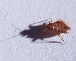 What Kills Bed Bugs Instantly Effective Solutions For A Pest Free Home