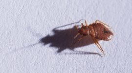 What Kills Bed Bugs Instantly Effective Solutions For A Pest Free Home