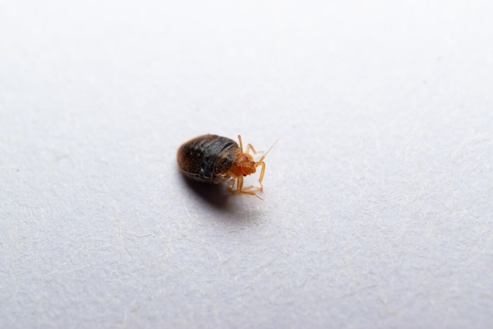 What Kills Bed Bugs Instantly